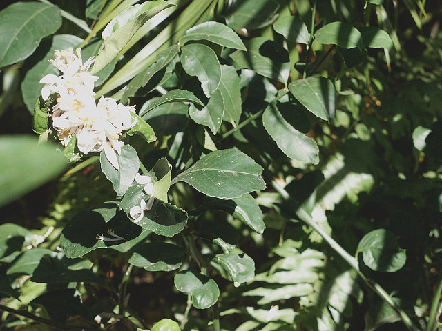 Untitled (Potted Lime blossom)